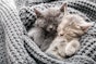 Possible problems for your cat in the first few days after her kittens are born. 