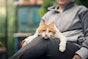 Tips for keeping your indoor cat active
