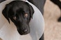 How soon can I walk my dog after neutering? 